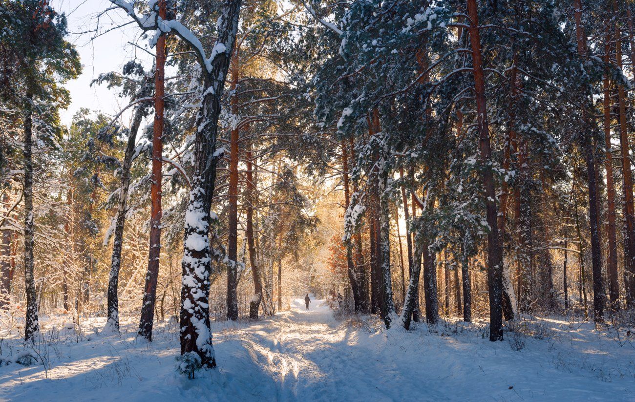 лес, зима, снег, утро, рассвет, сосны, солнце, Галанзовская Оксана
