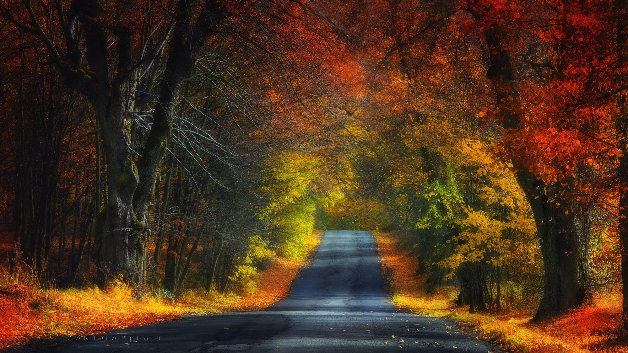 осень, цвета, аллея, путь, деревья, перспектива, zanfoar, никон, чешская республика,чехия, Zanfoar