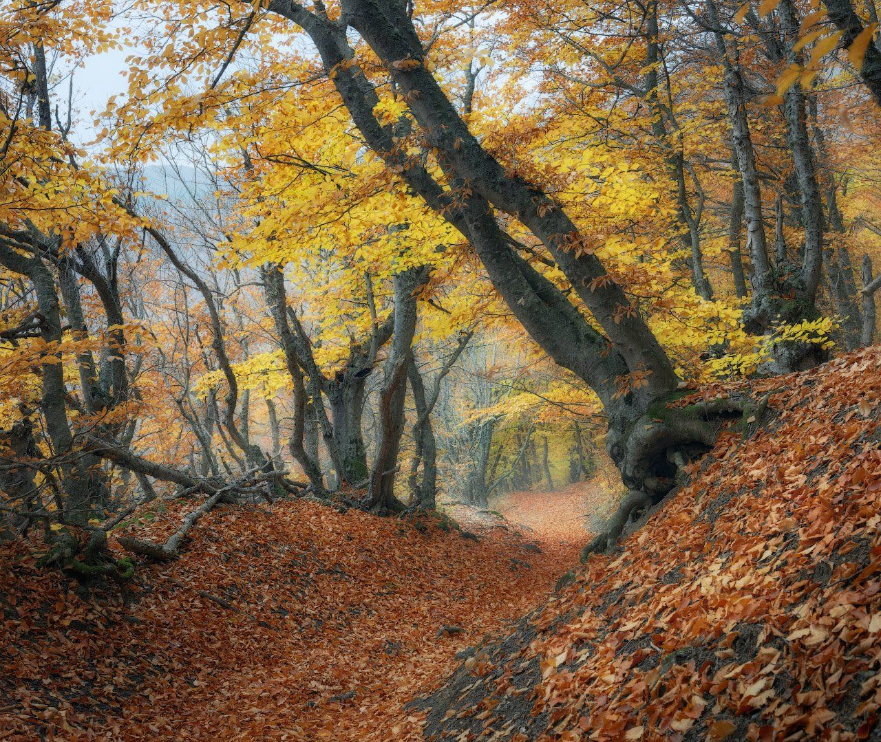 лес, осень, бук, Дмитрий Медянцев