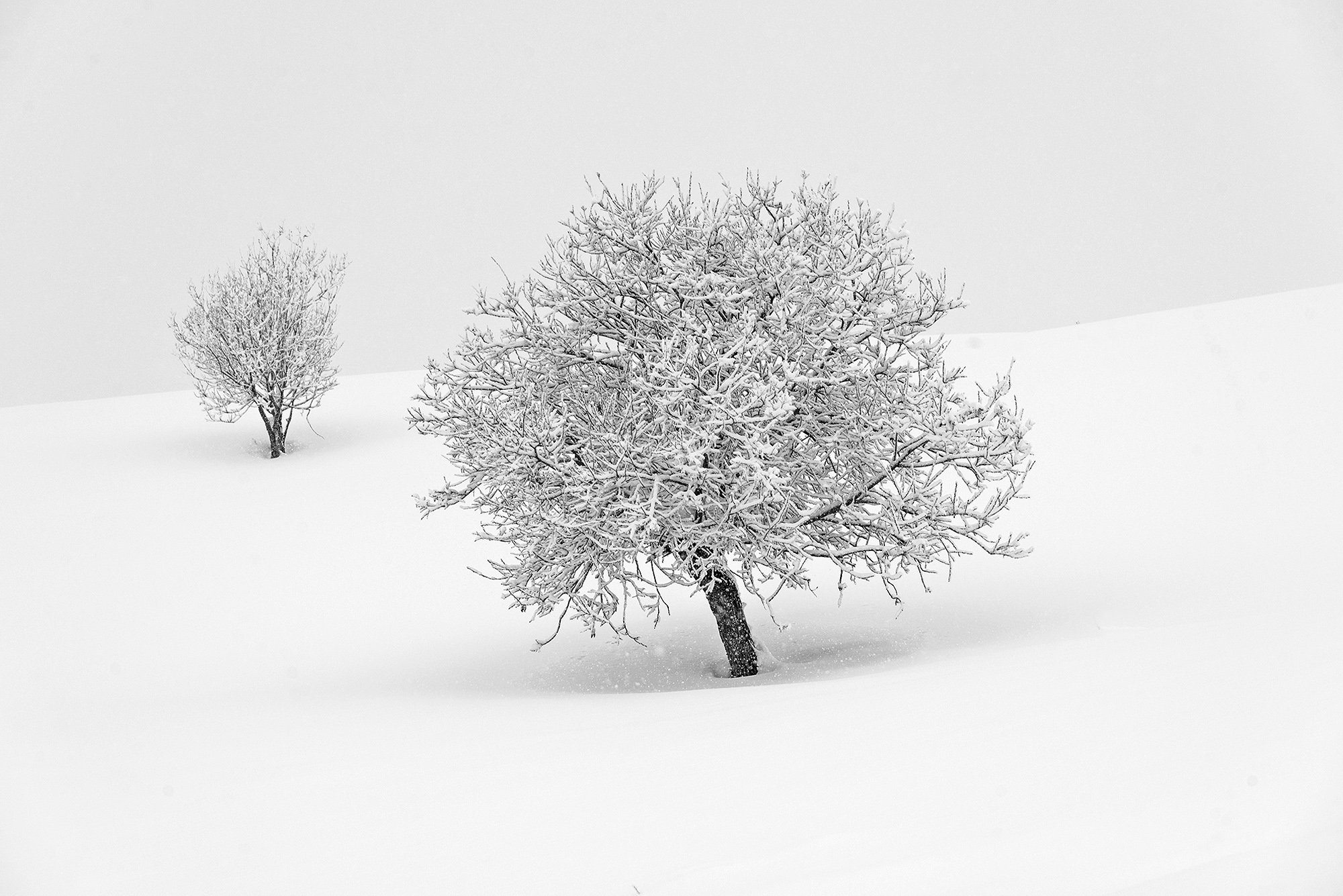 алтай, зима, снег, дерево, сибирь, снегопад, Павел Филатов