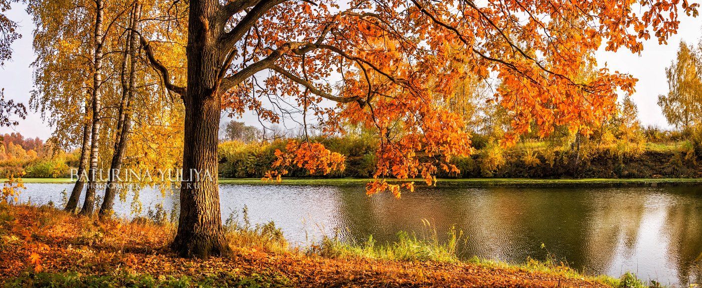 осень, пейзаж, река, пруд, осенний пейзаж, дуб, Юлия Батурина
