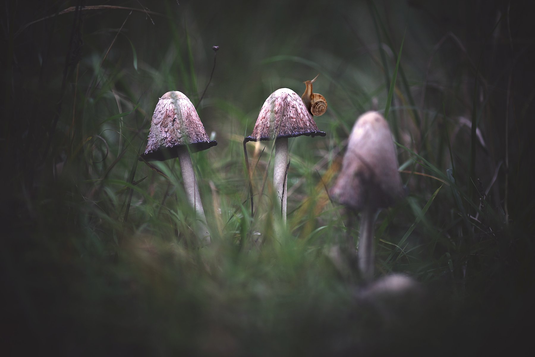 удивительная жизнь неторопливых улитка грибы трава лес природа зелень лето помолейко pomoleyko беларусь, Павел Помолейко