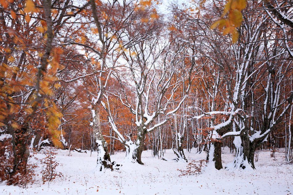 крым, буки, снег, осень, пейзаж, гусаченко, деревья, Андрей Гусаченко