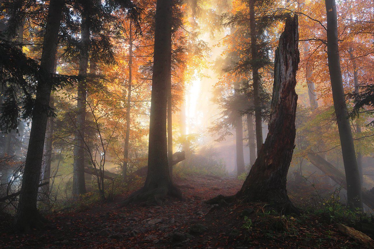 forest, trees, mist, mood, sunrise, light, autumn,, Jacek Lisiewicz