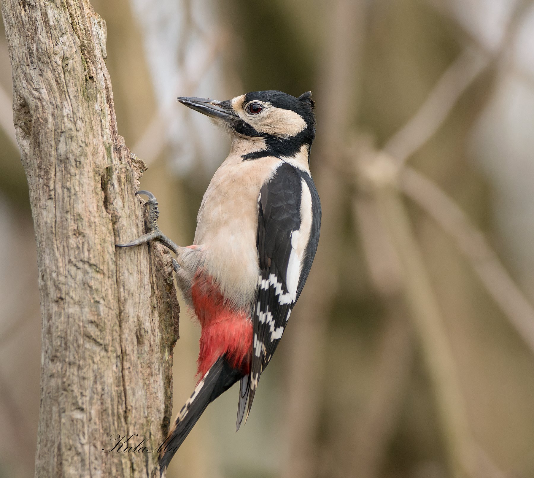 Great Spotted Woodpecker, Birds, Animals, Nature Wildlife, Maria Kula