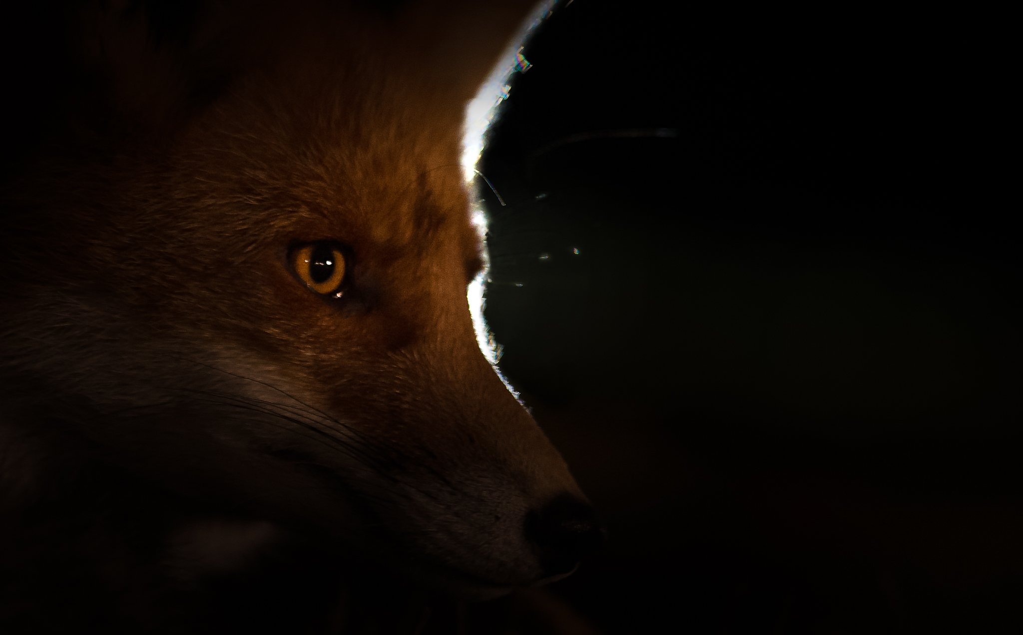 fox, hunting, night, finland, Jarkko Järvinen