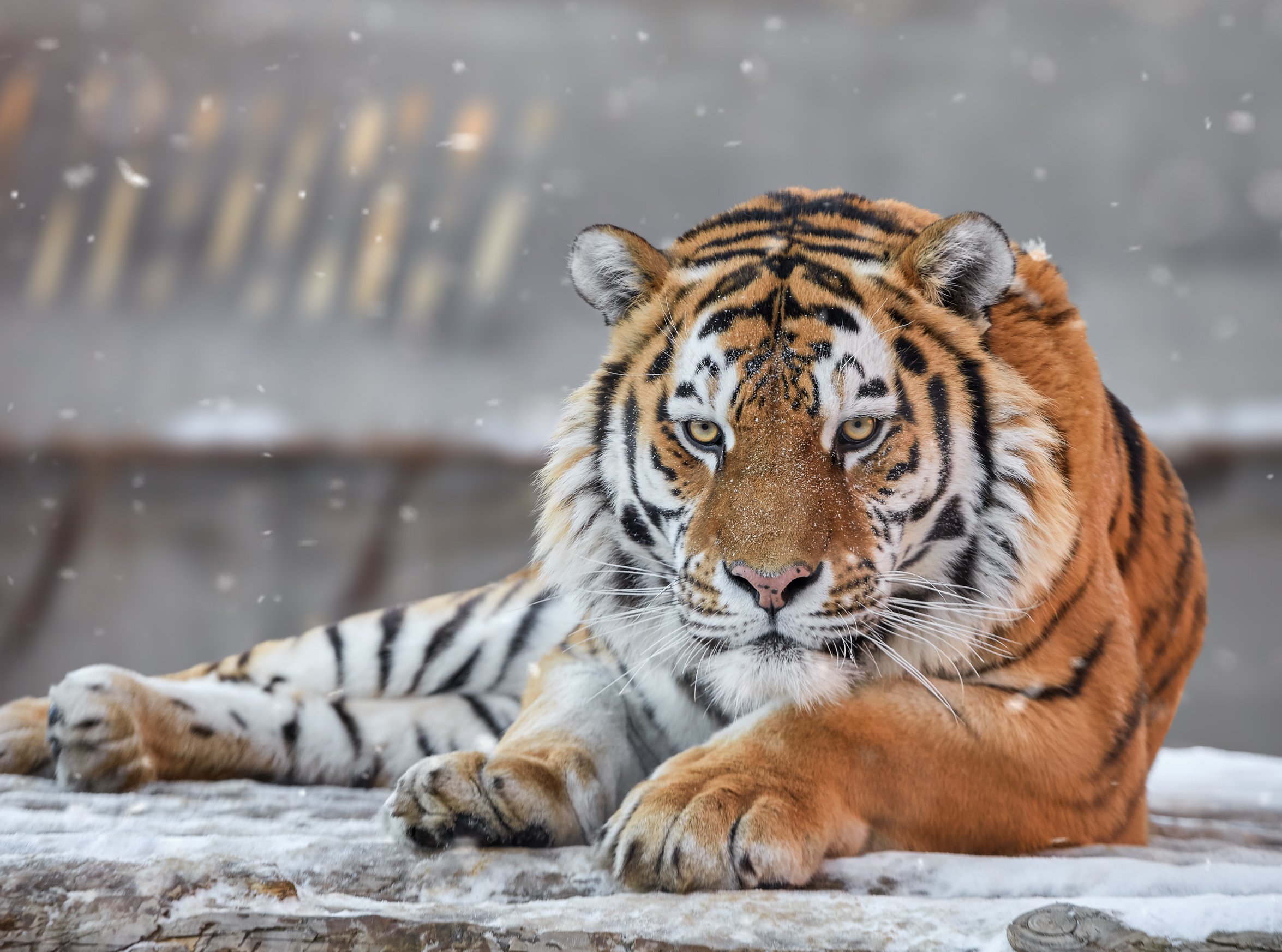 амурский тигр, тигры, кошки, Олег Богданов