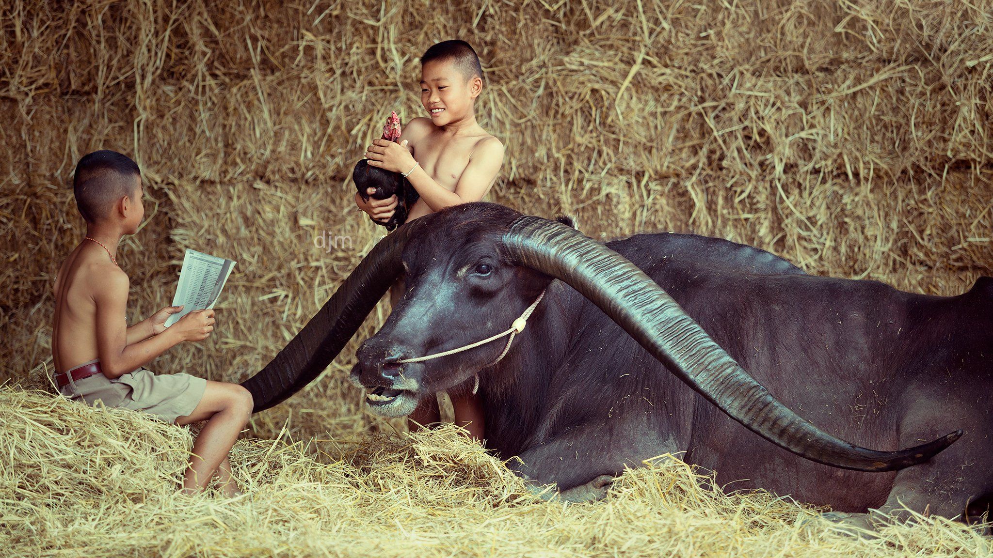 life,portrait,children,buffalo,bull,Thailand., SUTIPORN SOMNAM
