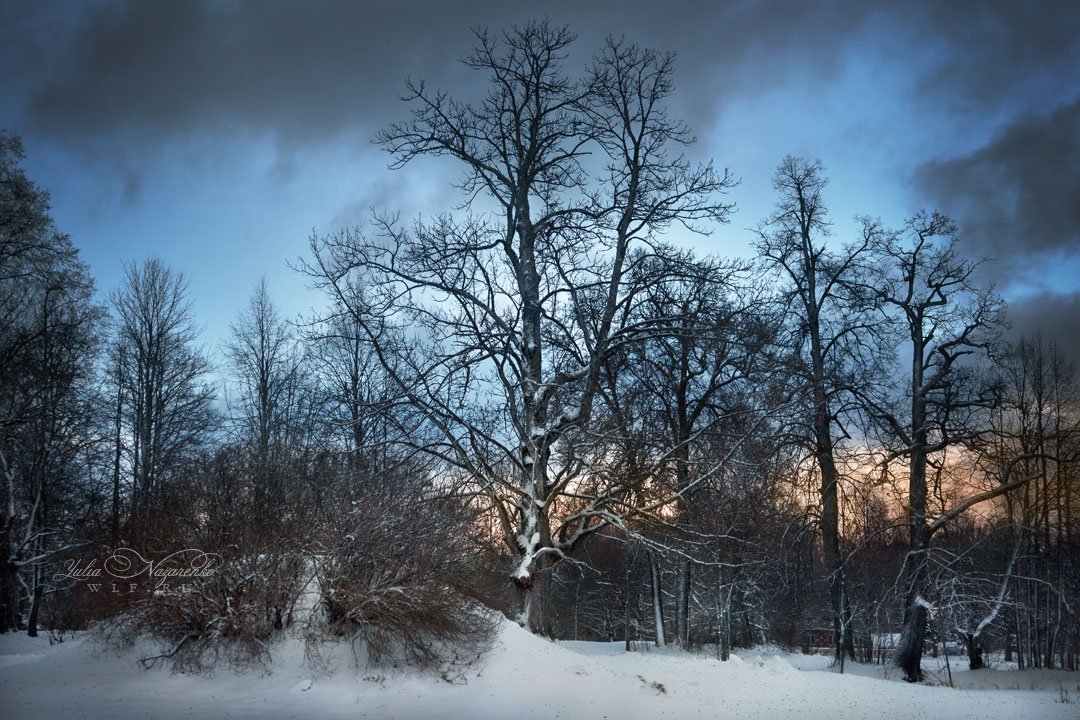 зима, пейзаж, парк, лес, деревья, закат, рассвет, Юлия Назаренко