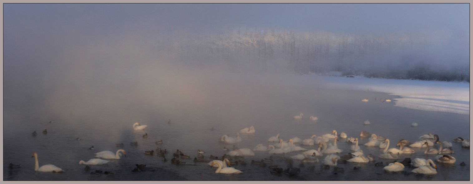 алтай, село урожайное, озеро светлое, лебеди, зима, мороз, туман, Галина Хвостенко