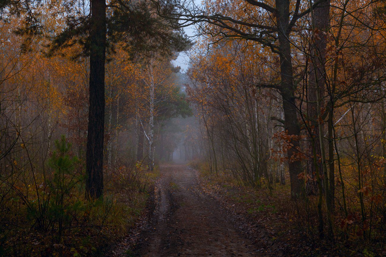 осень, ноябрь, лес, туман, сырость, Галанзовская Оксана