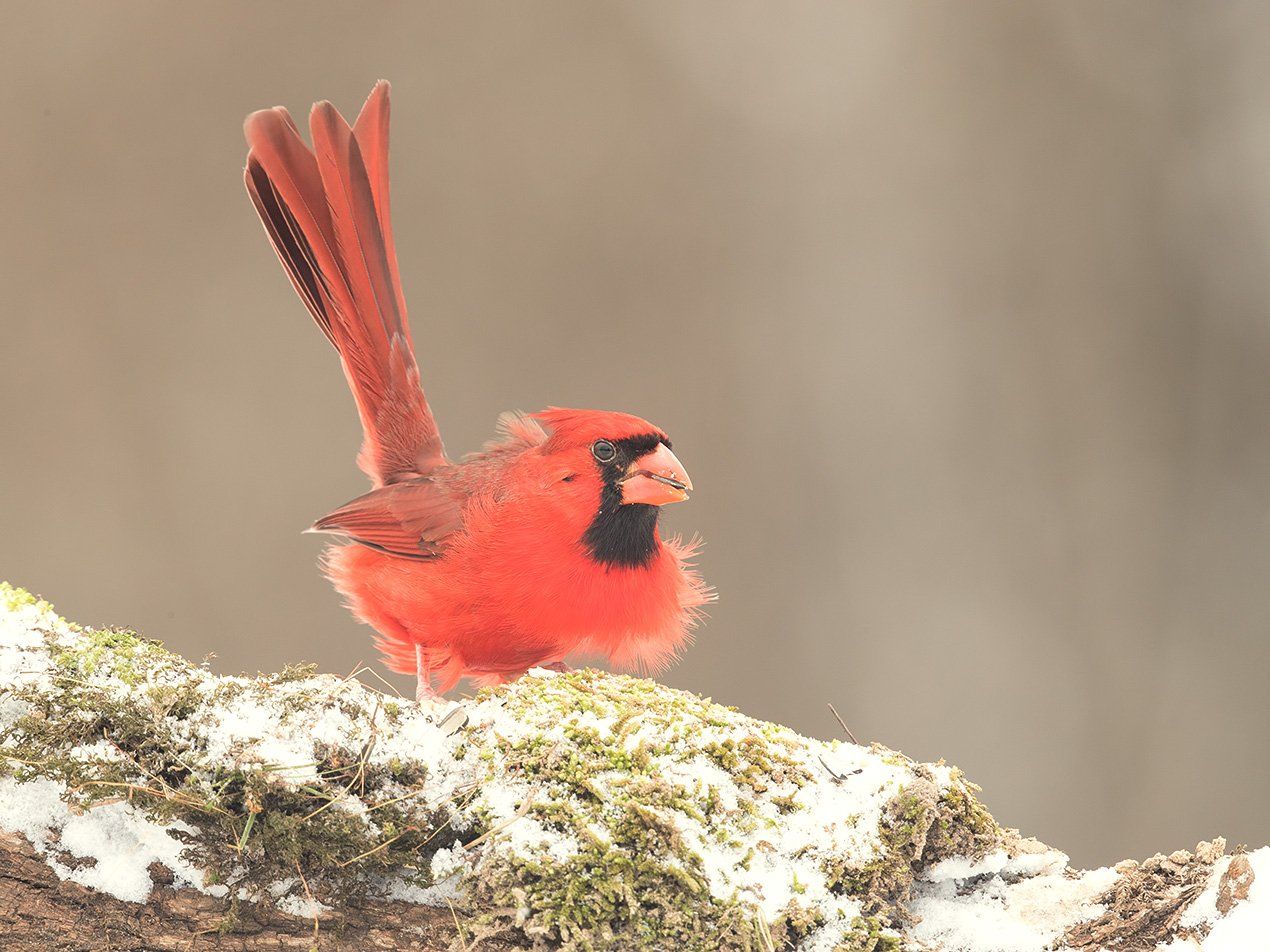 красный кардинал, northern cardinal,cardinal, кардинал, snow,снег, птицы на снегу, Elizabeth Etkind