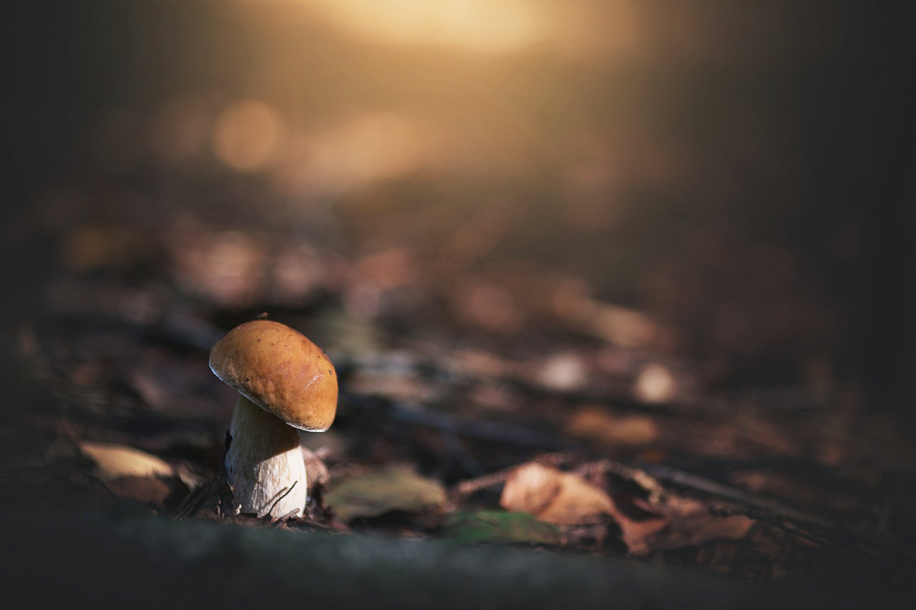 один-одинешенек гриб лес природа беларусь помолейко pomoleyko трава листья, Павел Помолейко