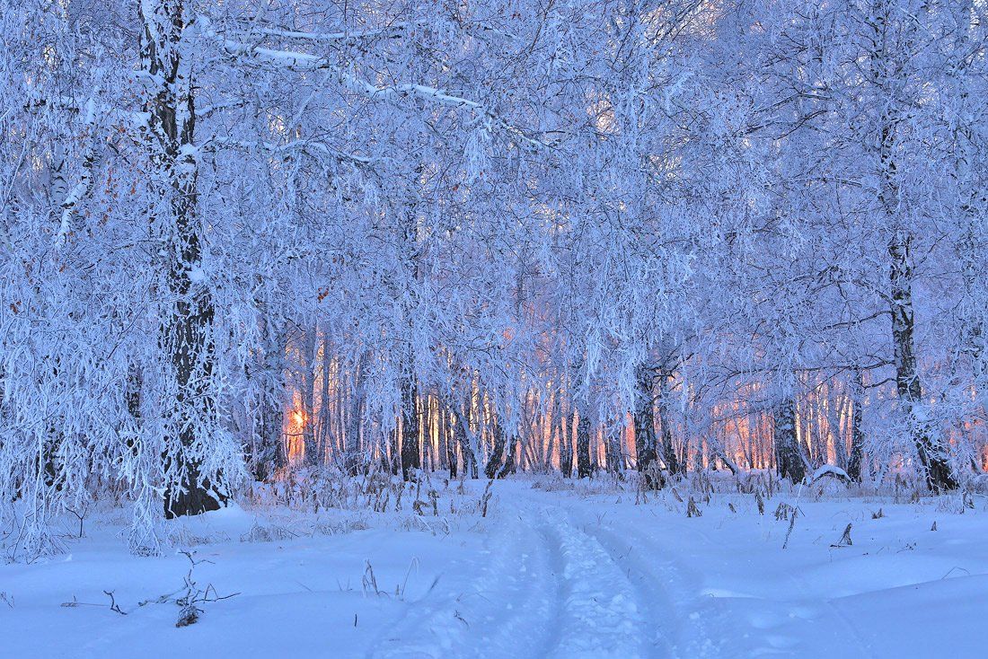 зима, вечер, закат, снег, иней, лес, деревья, дорога, Sokolova Tatiana