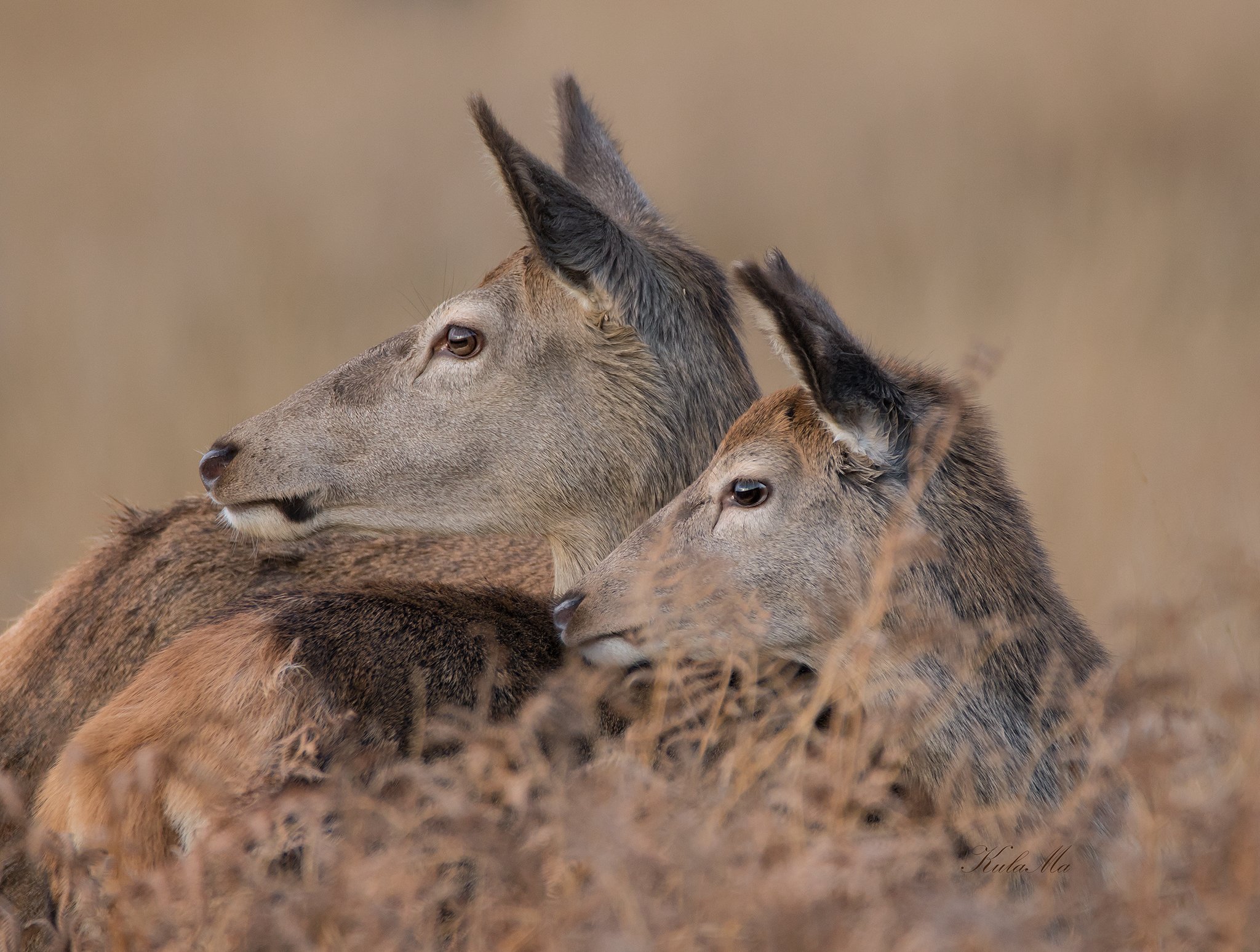 Red Deer, Animals, Nature, Wildlife, Maria Kula