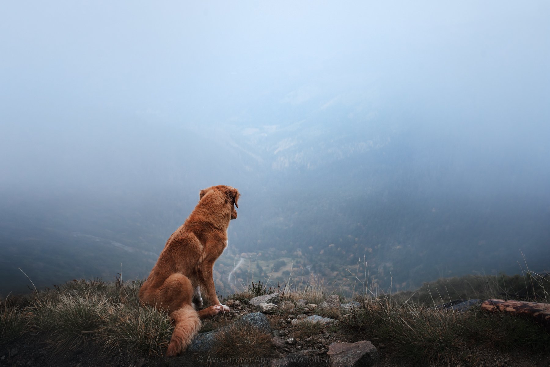 собака, горы, Анна Аверьянова