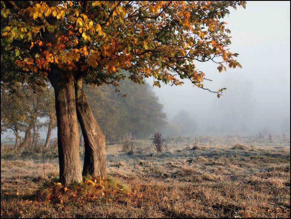 осень, утро, мороз, иней, деревья, туман, Владимир