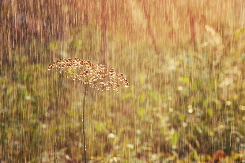 лето, дождь, трава, тепло, свежесть, Сергей Белых