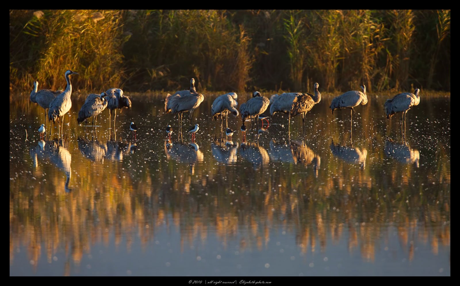 серый, журавль, grus, grus, ахула, израиль, Elizabeth Etkind