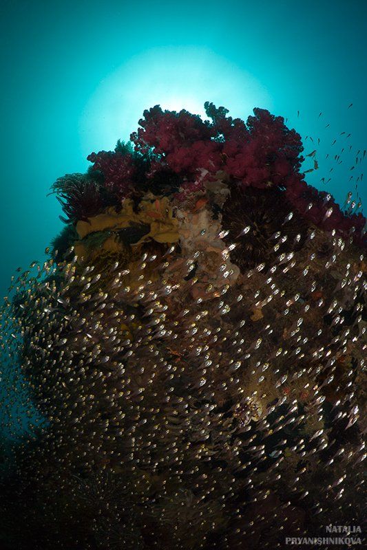 море, рыба, подводная съемка, коралл, солнце, Natalia Pryanishnikova