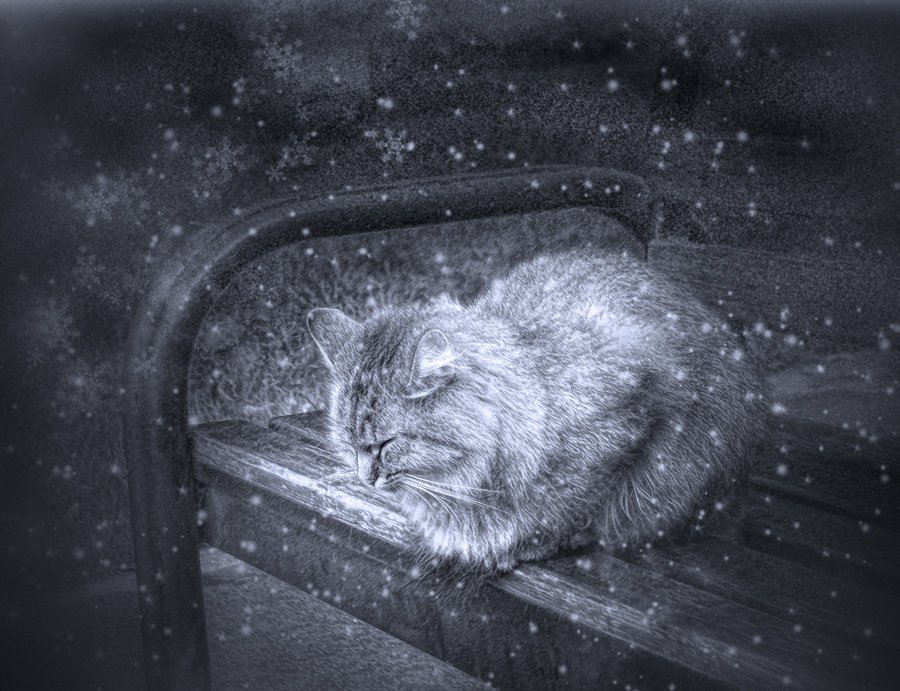 кошка, зима, снег, новый, год, Maria V. Gorskaya