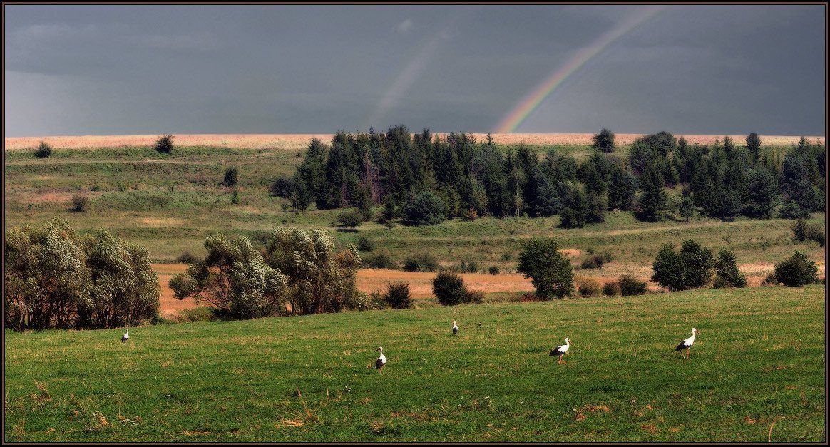 лето, дождь, поле, аисты, радуга, Владимир
