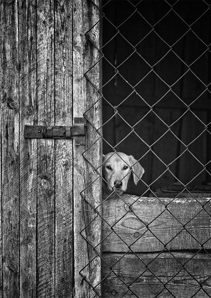 собака, взгляд, решетка, ограда, чб, грусть, vladimirvolkhonsky