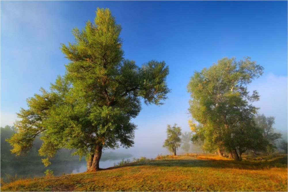 утро, туман, лето, река, деревья, август, Петриченко Валерий