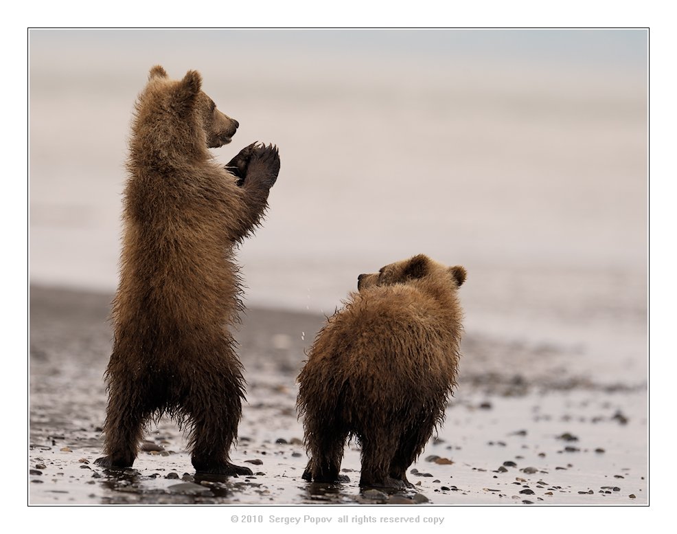 медведи, дикая природа, фотографии дикой природы, аляска, Попов Сергей