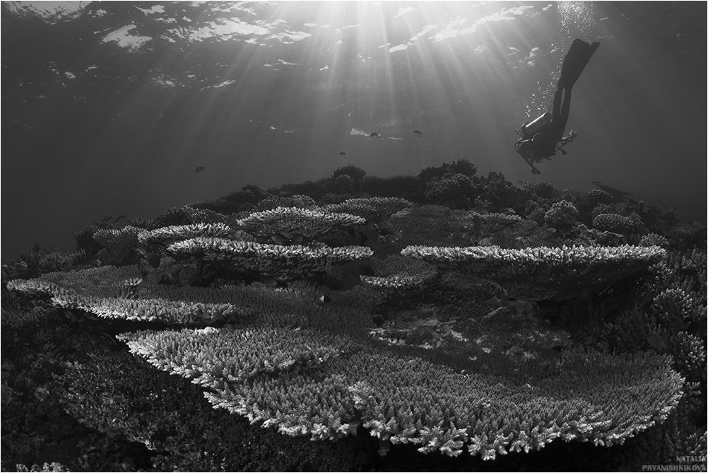 море, человек, подводная съемка, коралл, солнце, Natalia Pryanishnikova