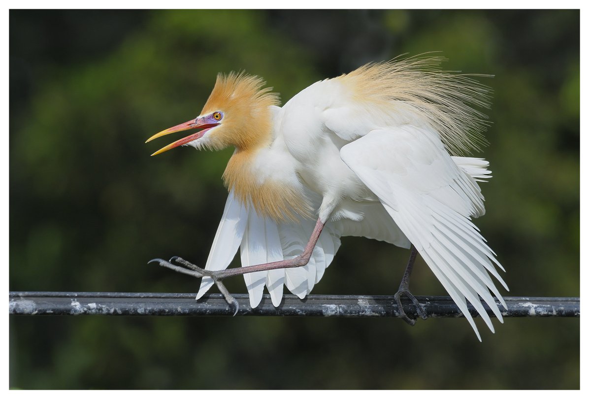 восточная египетская цапля, bubulcus ibis coromandus, брачный наряд, action, бали, индонезия, Наталья Паклина