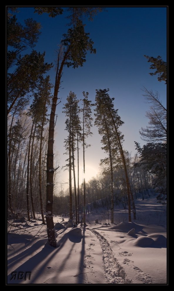 зима, лес, снег, лыжня, январь, Виталий из Н-ска