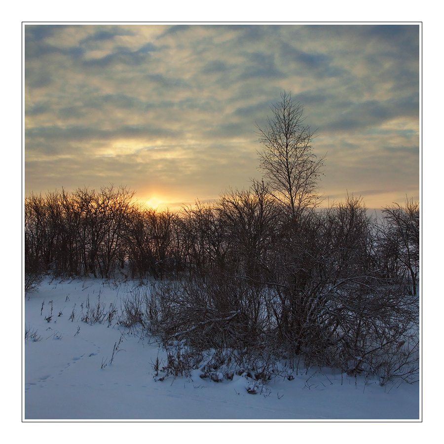 зима, пейзаж, снег, кусты, небо, солнце, закат, Oleg Dmitriev