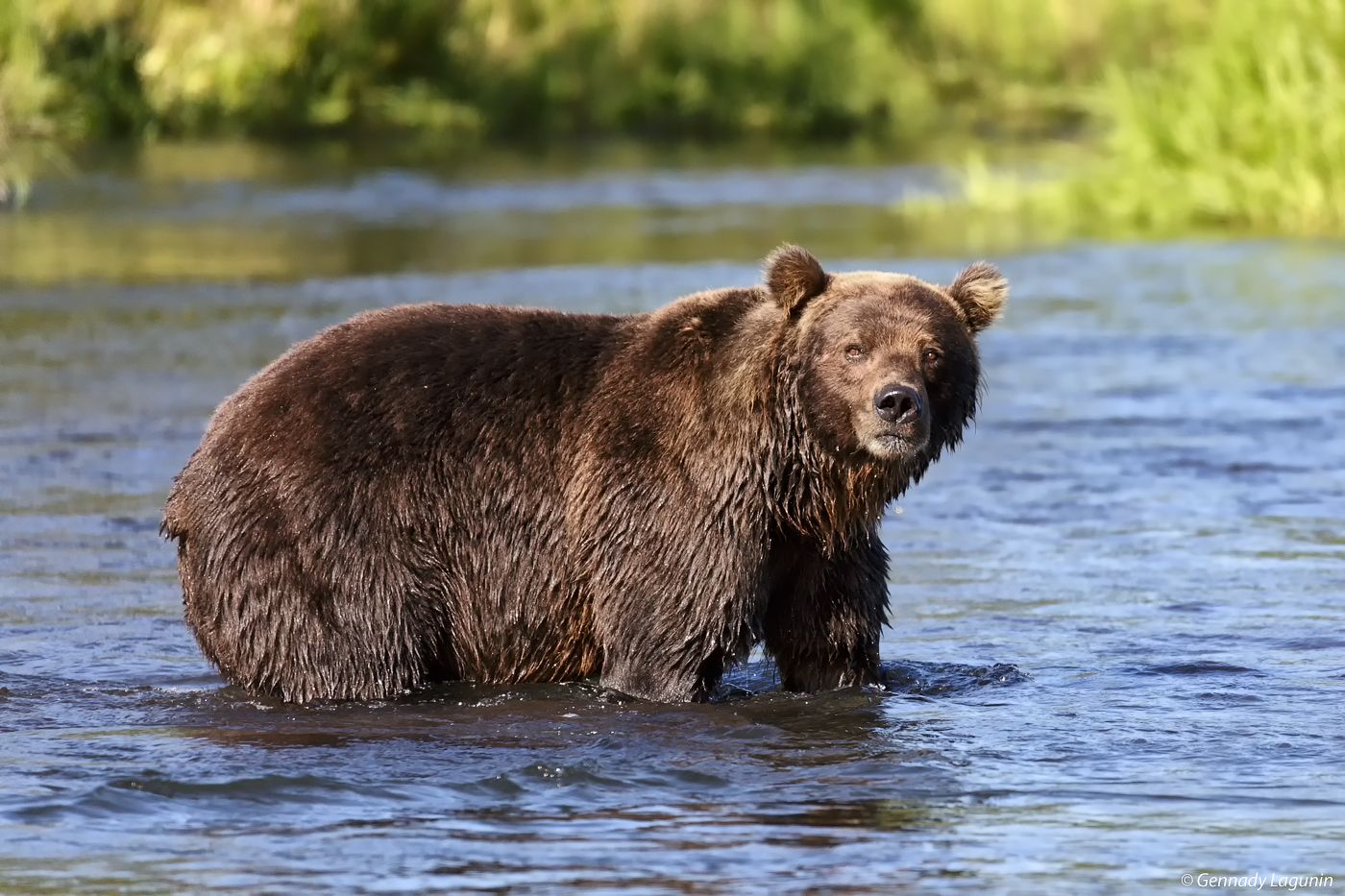 медведь, камчатка, bear, kamchatka, river, Геннадий Лагунин