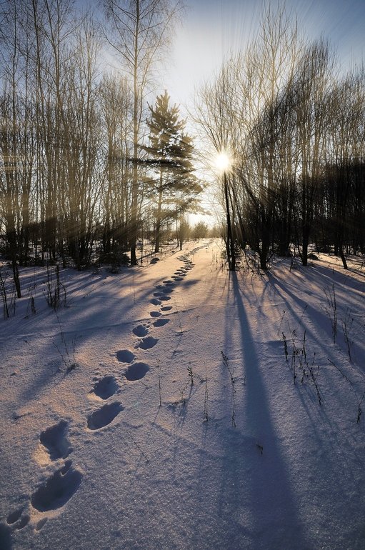зима, солнце, лес, следы, Лопухов Сергей