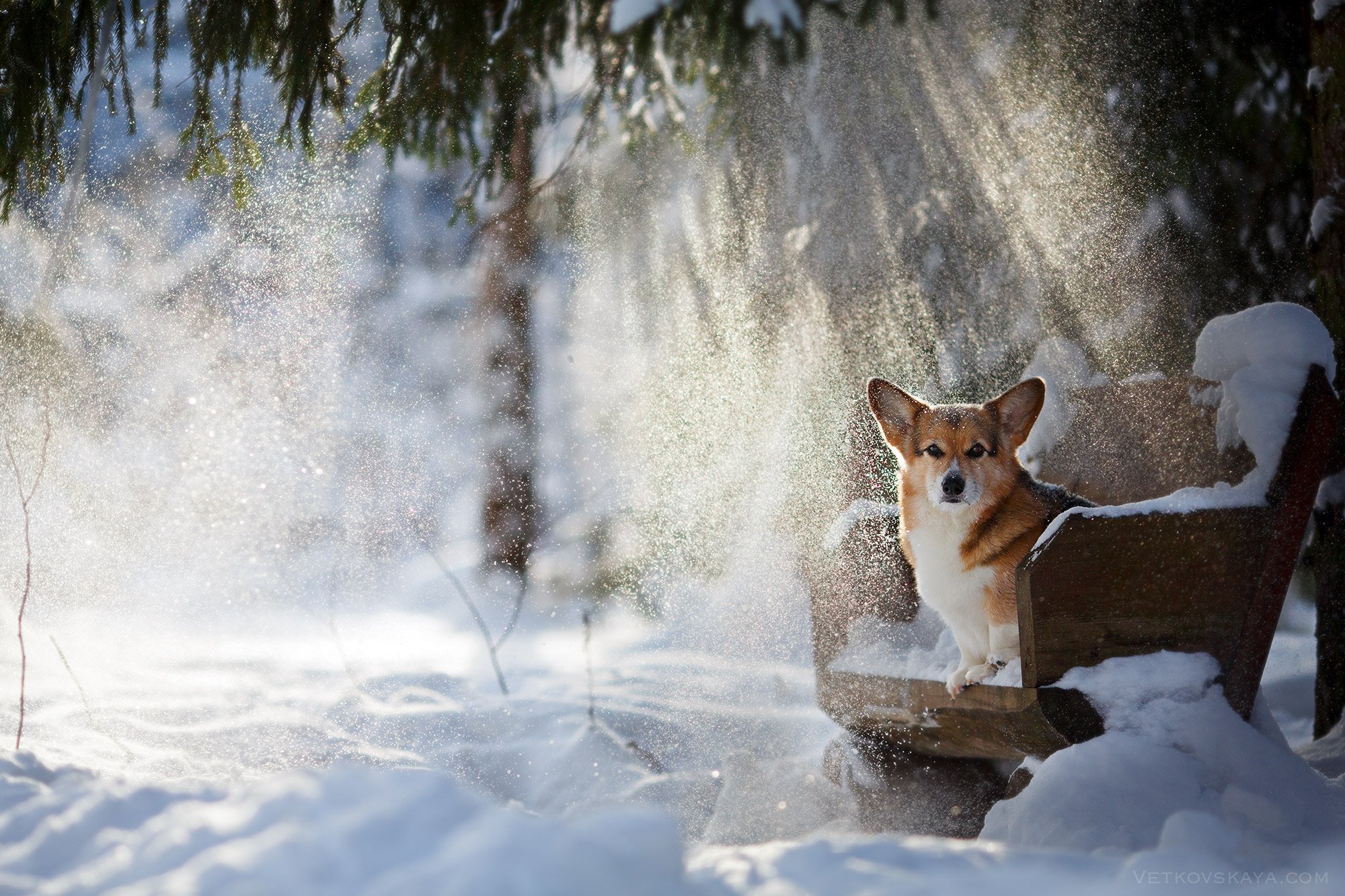лес, корги, зима, снег, собака, лавочка, Анастасия Ветковская