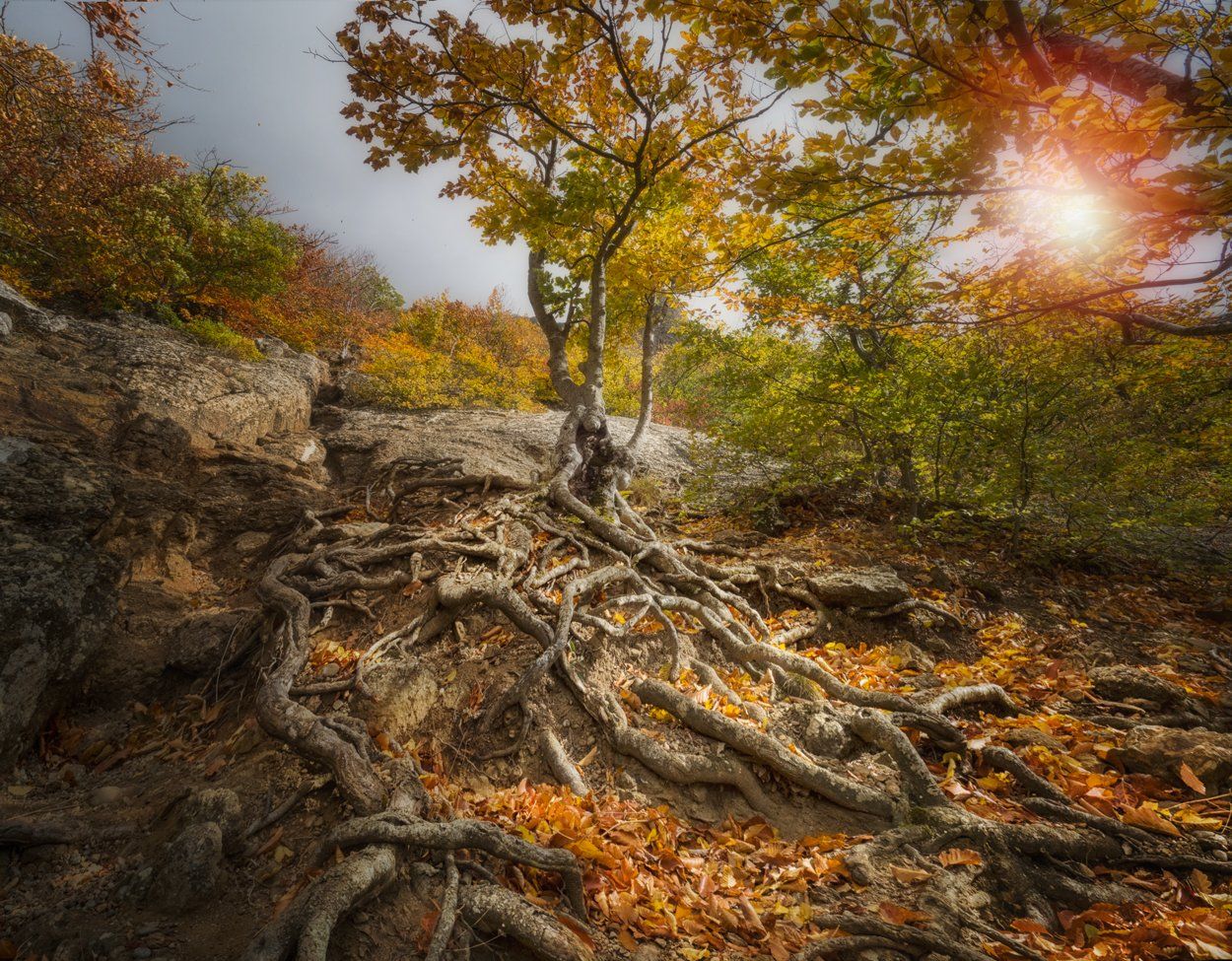 осень,крым,россия,золото,солнце,пейзаж,деревья,лес,корни,день,пасмурный,путешествие,природа, Elena Pakhalyuk