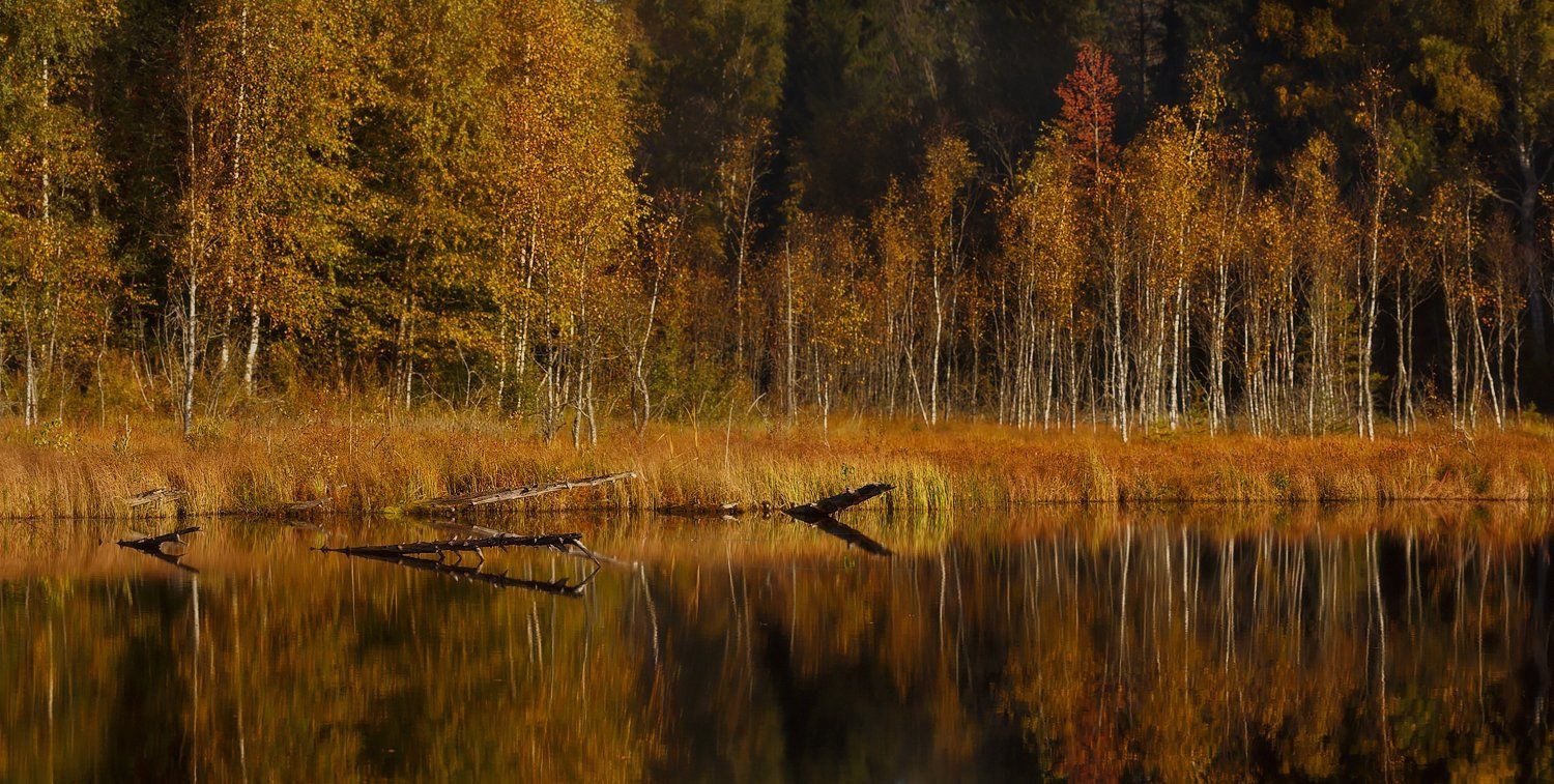 болото, озеро, питер, осень,ленобласть, пейзаж, Таня SHE (Aiya)