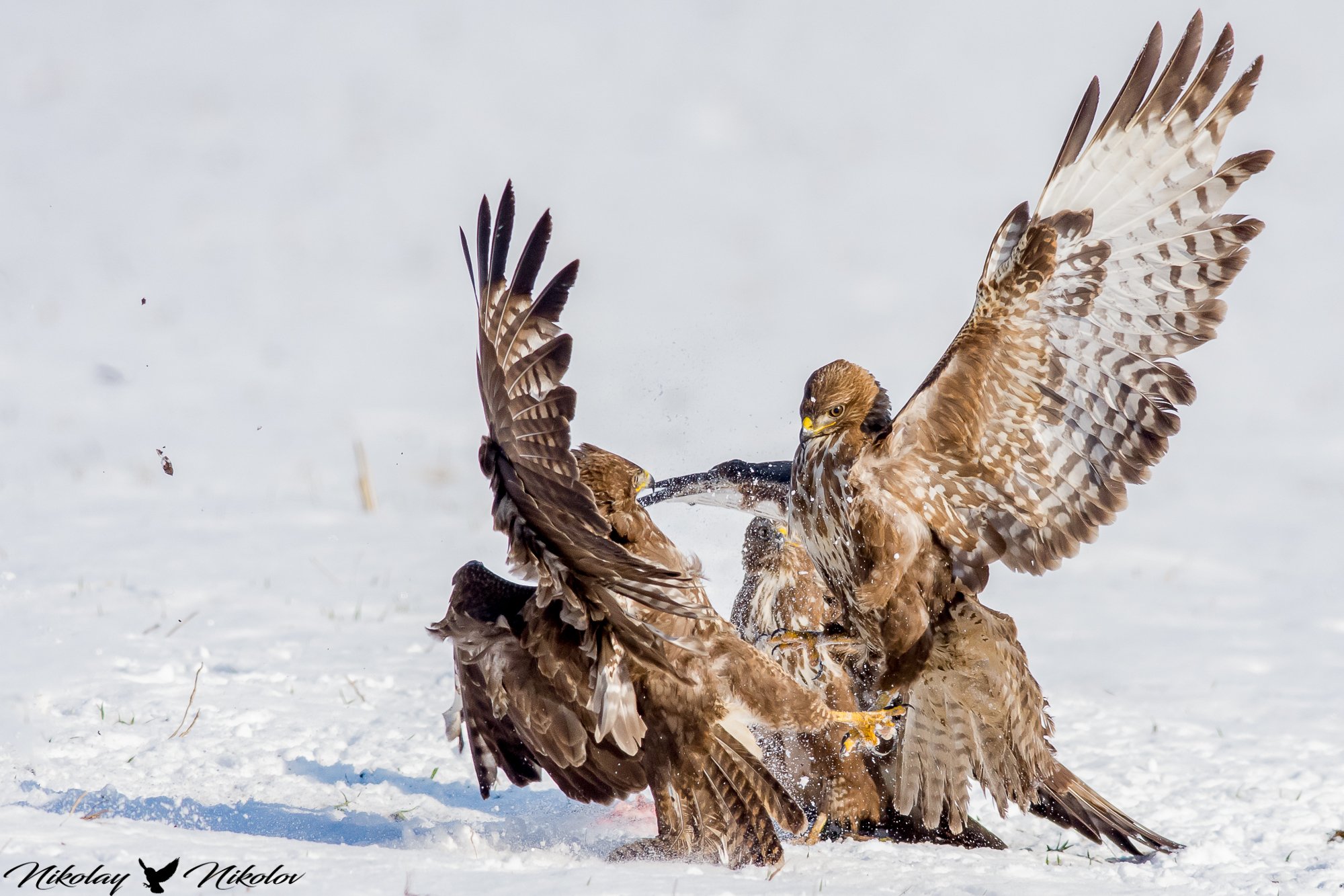 supremacy,common_buzzard,winter,snow,action,birds,wildlife,nature,lanscape,fight, Nikolay Nikolov
