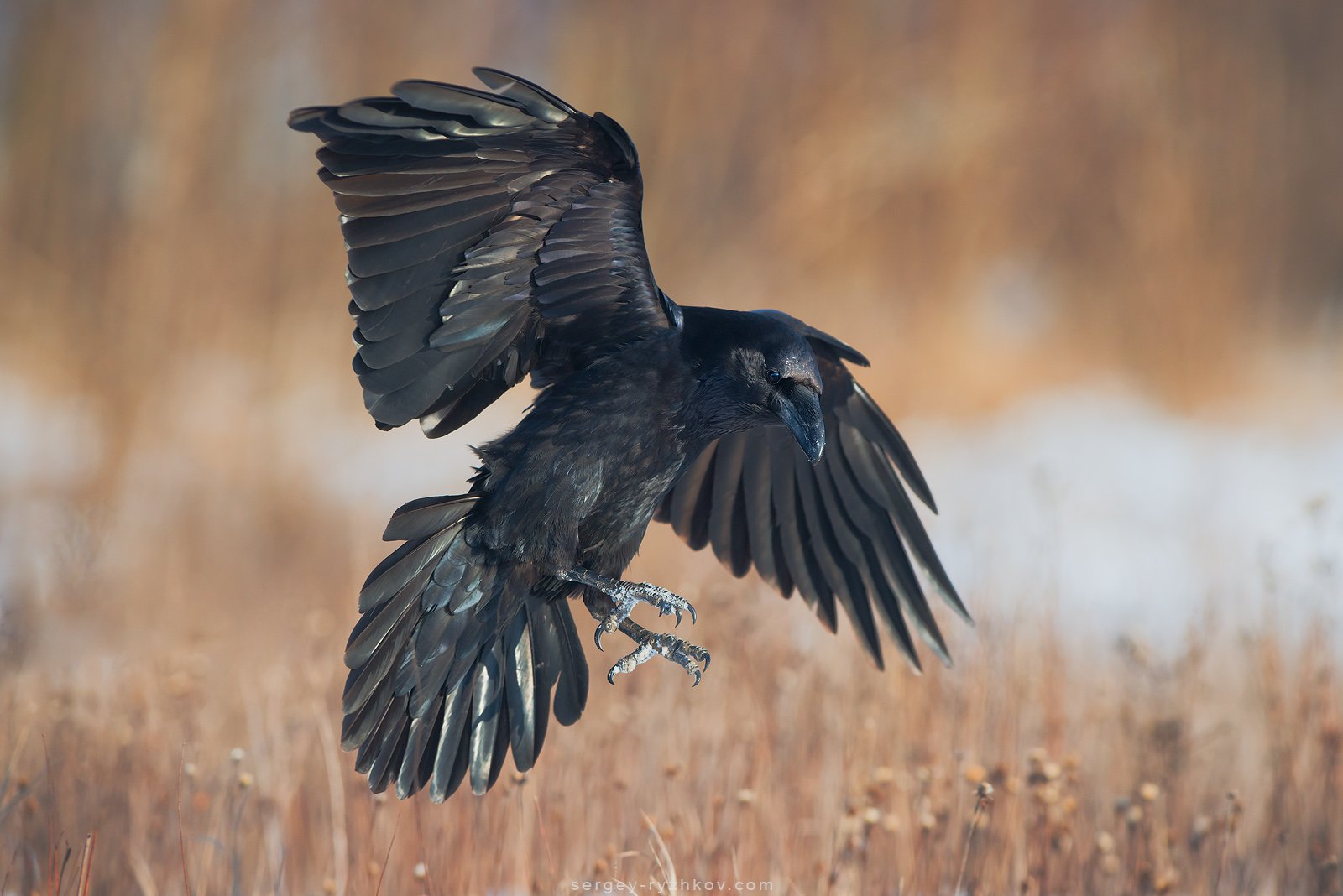 raven, bird, wildlife, nature, animal, птица, животные, природа, ворон, Сергей Рыжков