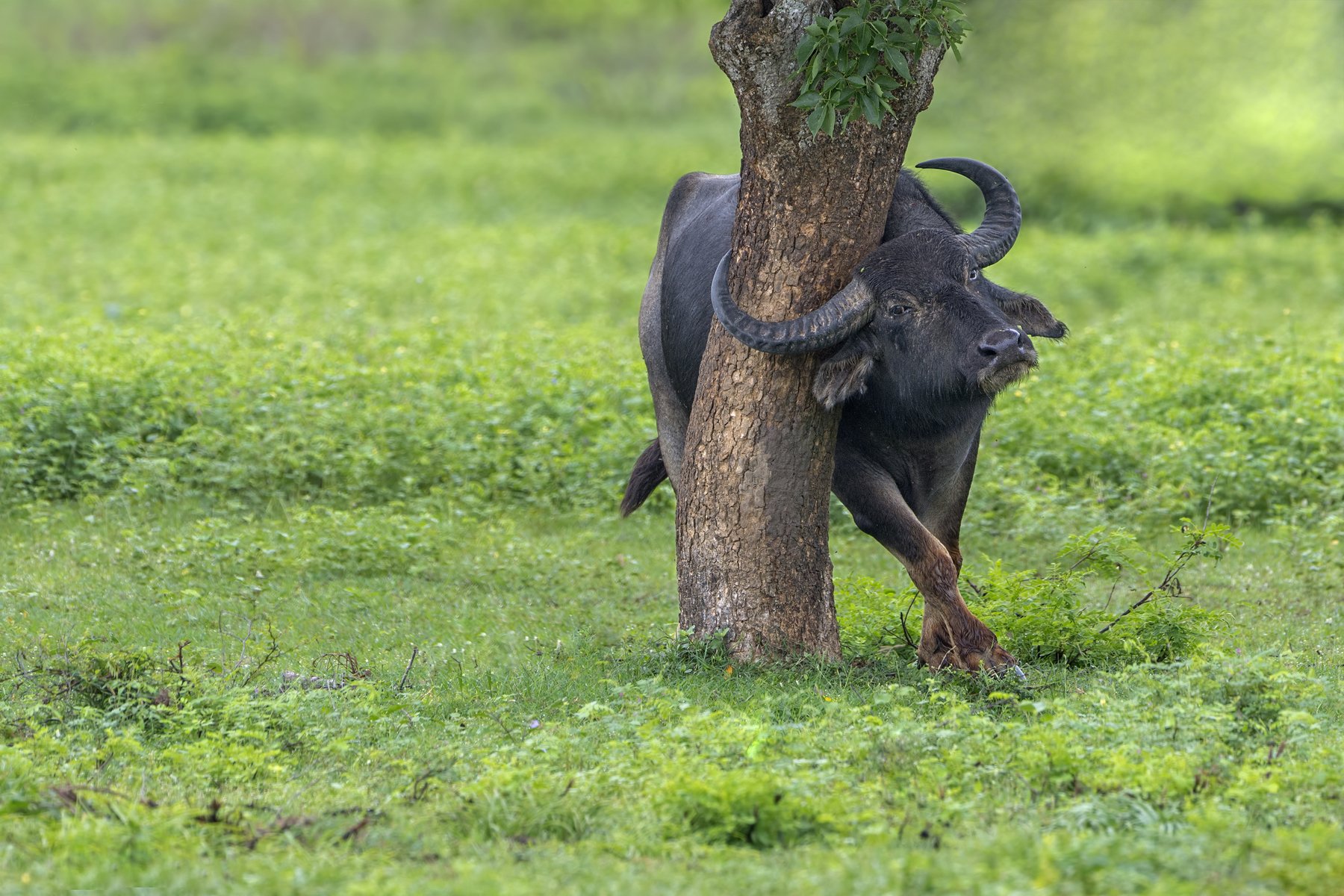 buffalo, srilanka, yala, nikon, Ajith Everester