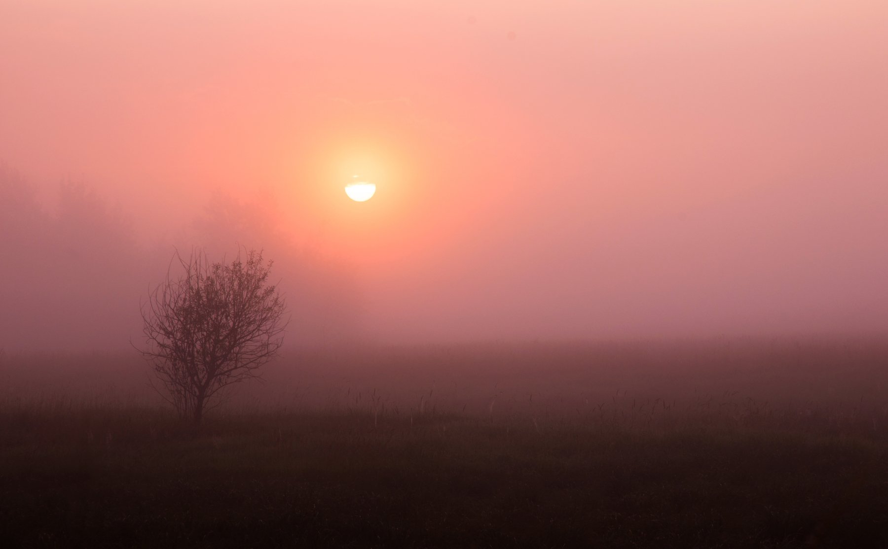утро, туман, рассвет, природа, пейзаж,, Алексей Сергованцев