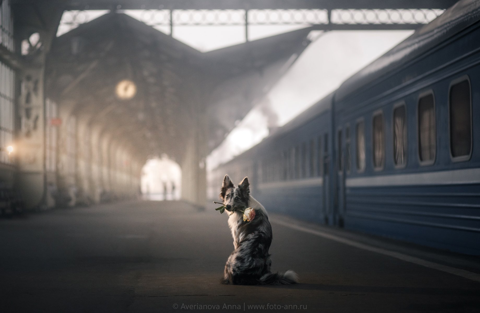 собака, вокзал, история, Анна Аверьянова