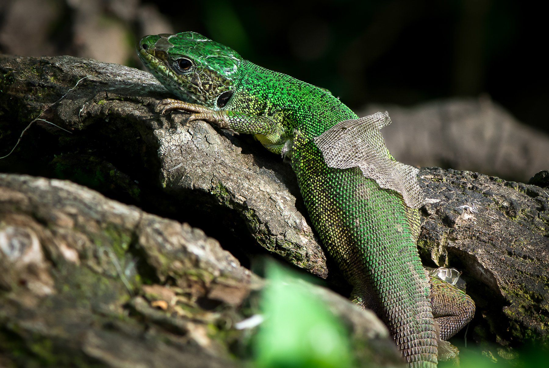 macro, lizard, green, nature, animals, closeup, colorful, Marius Surleac