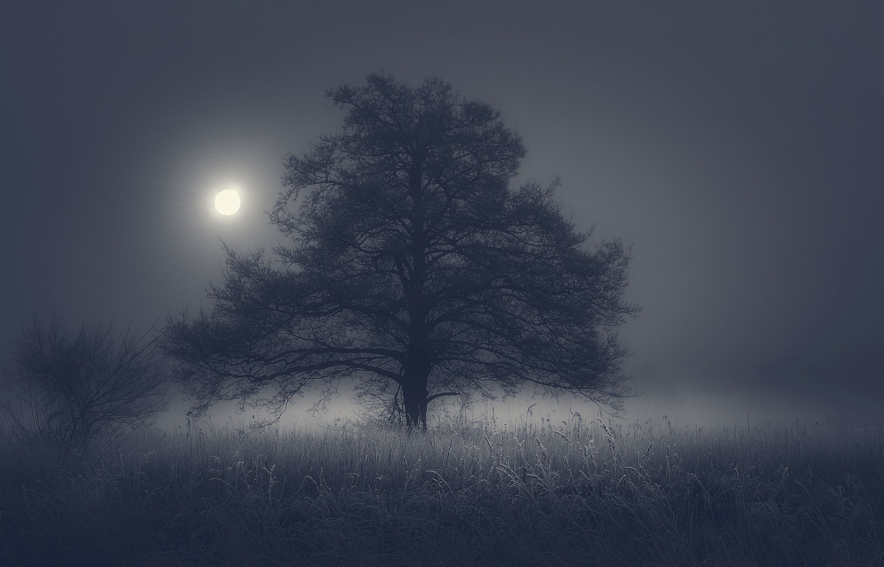 tree,mist,frost,sky,nature,nikon,sun,silence,, Krzysztof Tollas