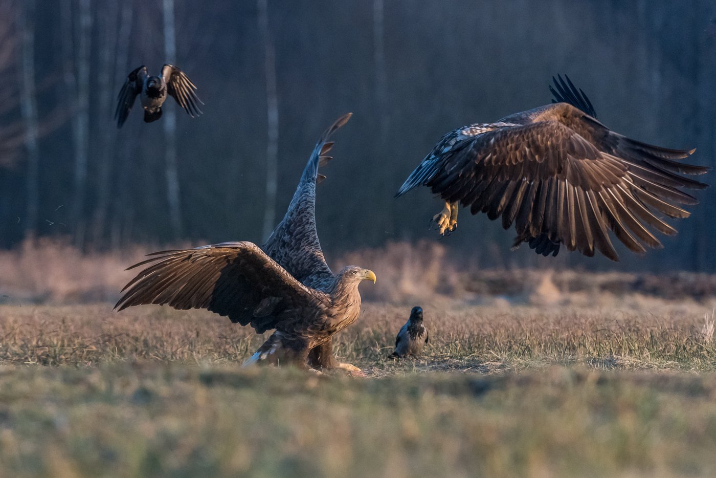 Orzeł bielik, Haliaeetus albicilla, bielik zwyczajny, White-tailed Sea Eagle, Sea Eagle, Dominik Chrzanowski