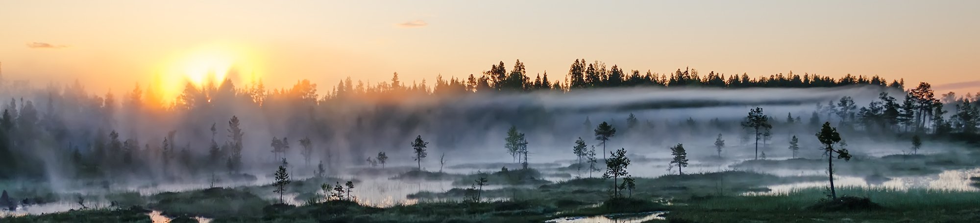 карелия, север, панорама, лето, болото, рассвет, восход, утро, туман,, Альберт Беляев