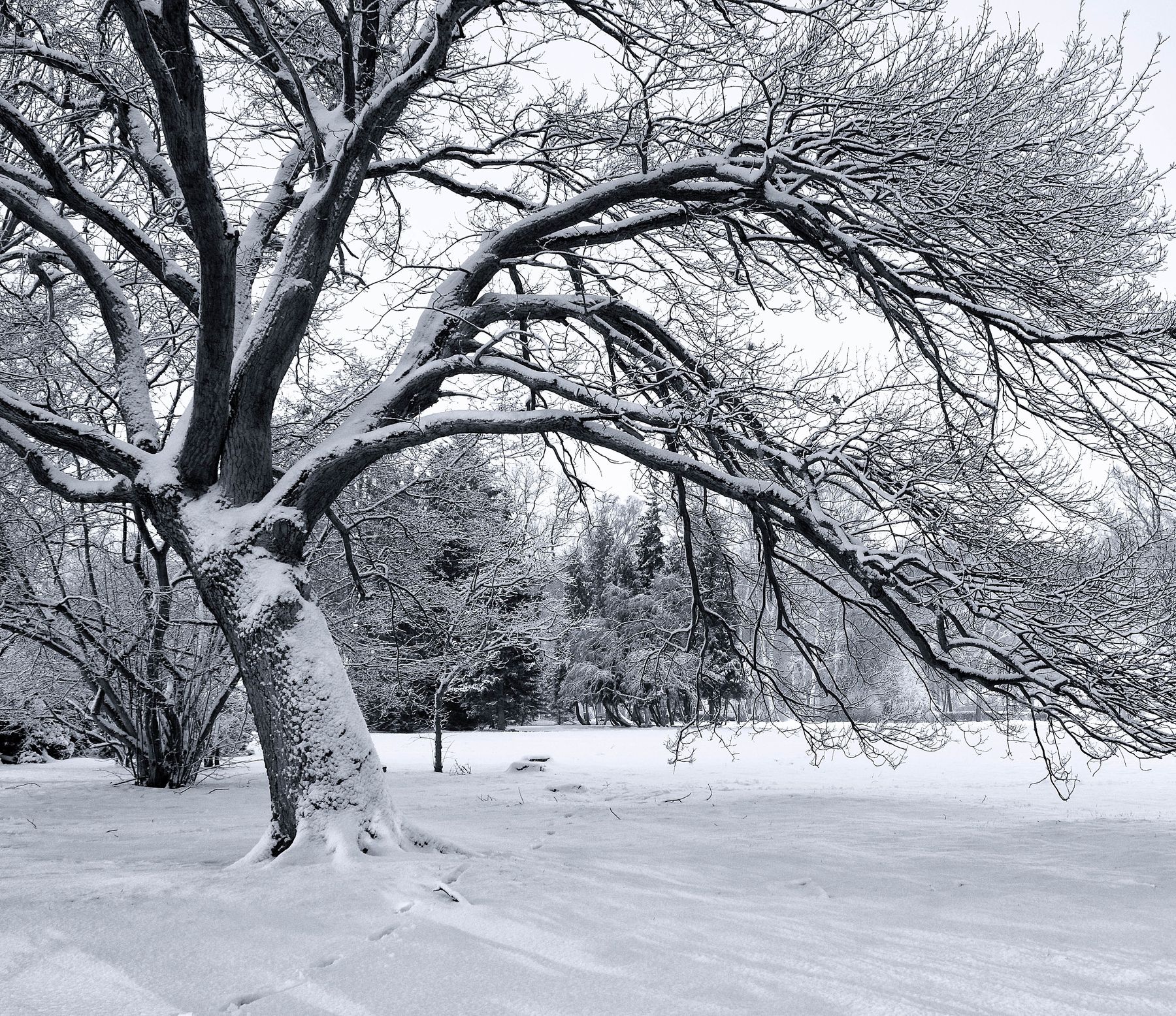 winter,tree,sky,snow,landscape,nature,park,, Krzysztof Tollas