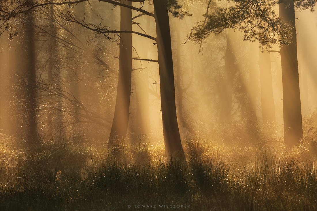 morning, sunrise, sunset, forest, poland, light, fog, misty, glow, wood, trees, dew, autumn, amazing, Tomasz Wieczorek