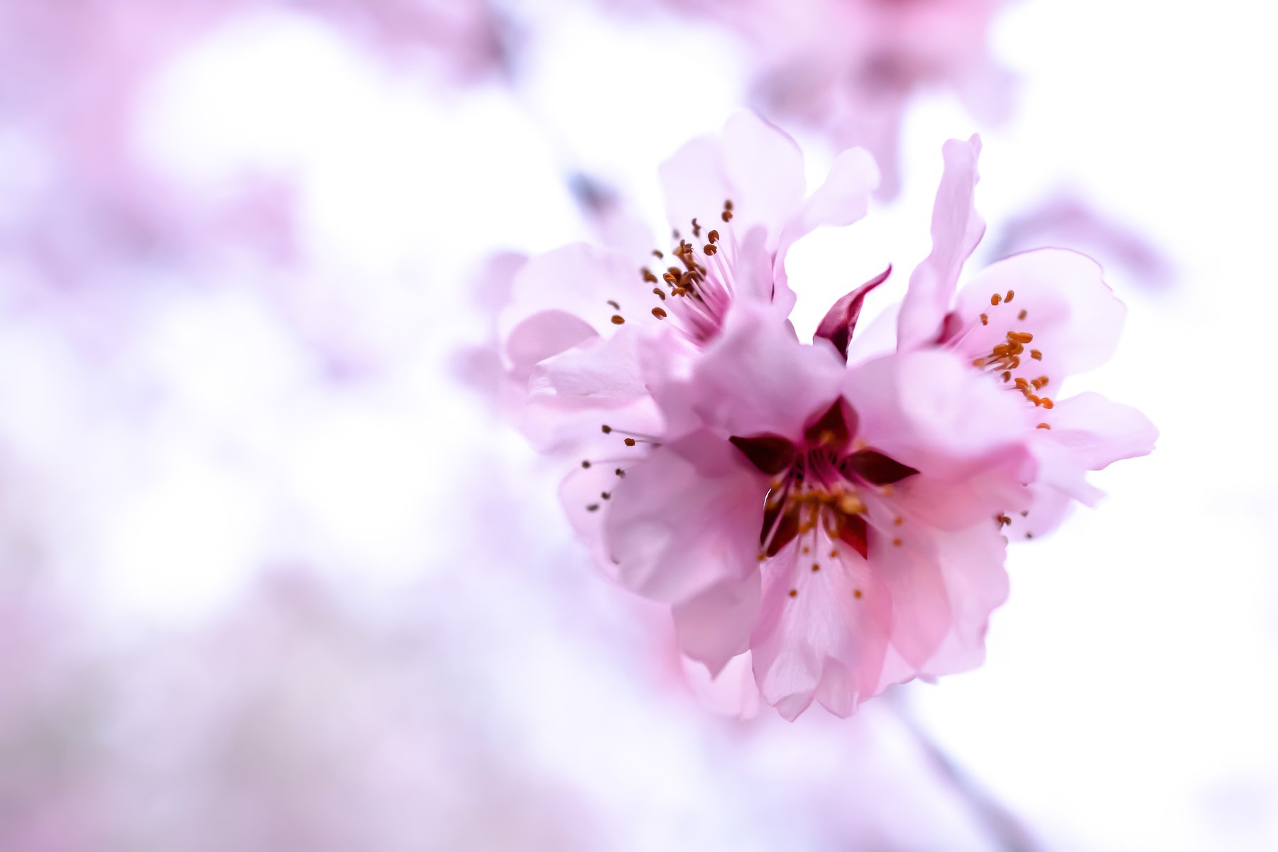 cherry flowers, cherry tree, macro, close up, pink, nature, flowers, tree, Marius Surleac